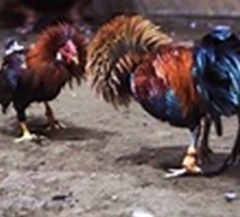 Around 200 Birds Seized in Cockfight Investigation