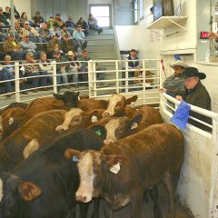 Rain Didn’t Dampen Enthusiasm at the First February NETBIO Sale