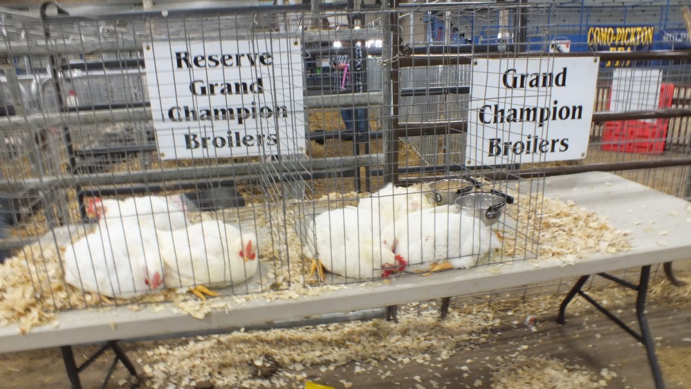 NH Jr livestock show 1