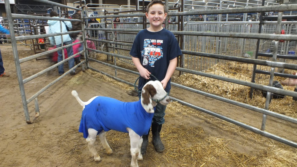 NH Jr livestock show 11