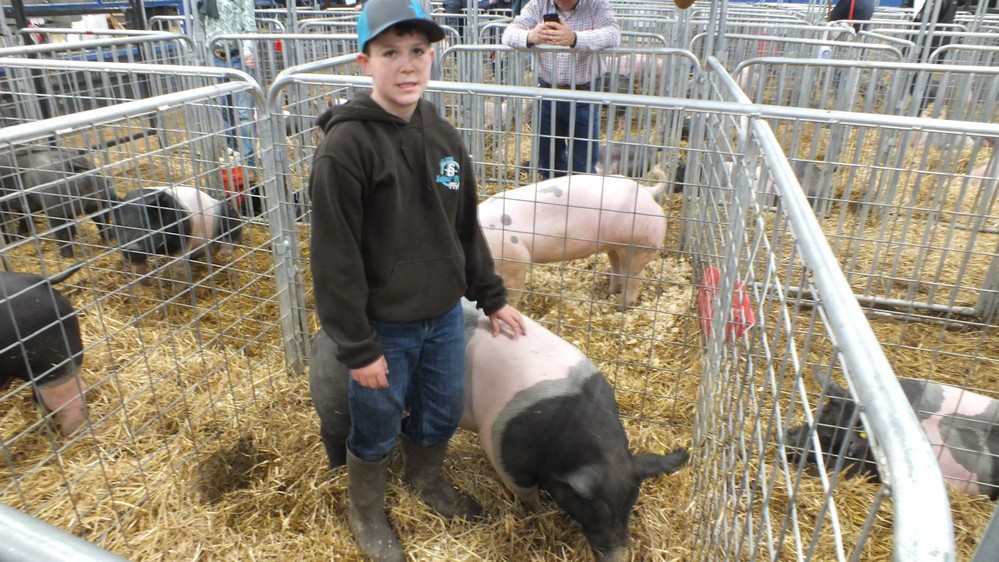 NH Jr livestock show 13