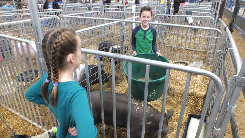 NH Jr livestock show 17