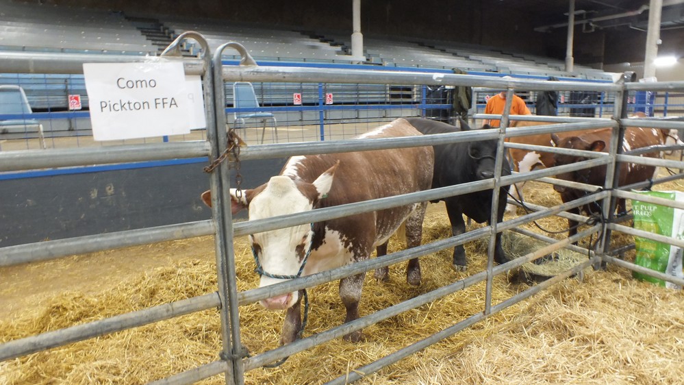 NH Jr livestock show 2