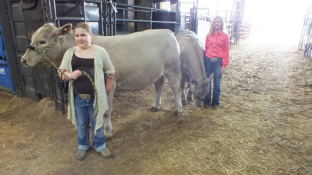 NH Jr livestock show 20