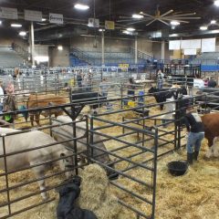 2019 Hopkins County Junior Market Livestock Show Starts February 21st