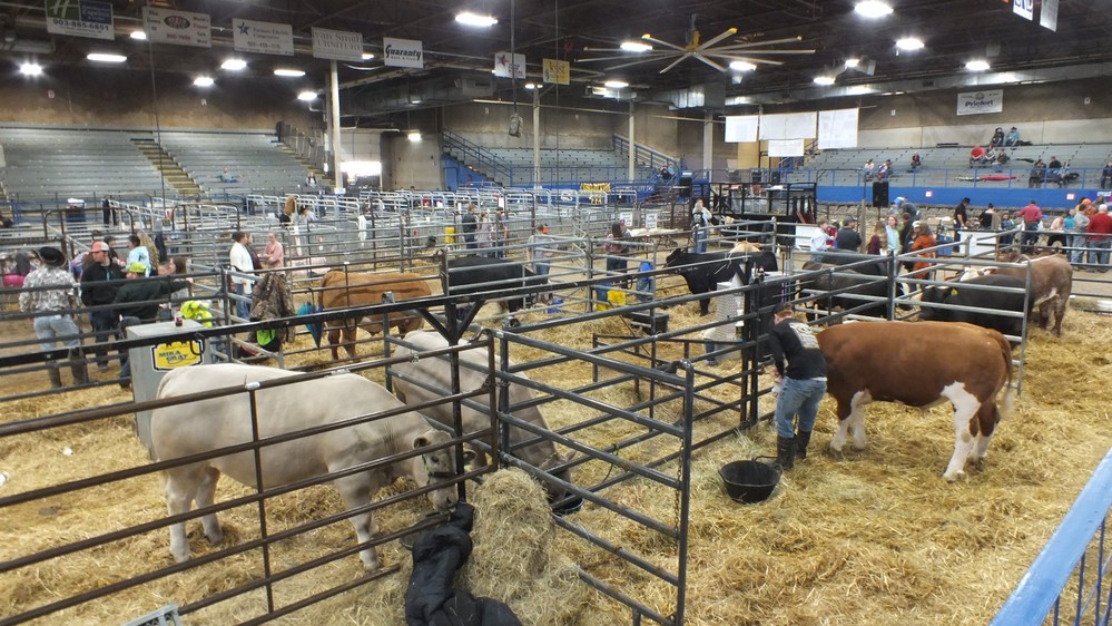 NH Jr livestock show 23