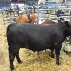 Major Show Steer Validation Orders for 2021 Due in June