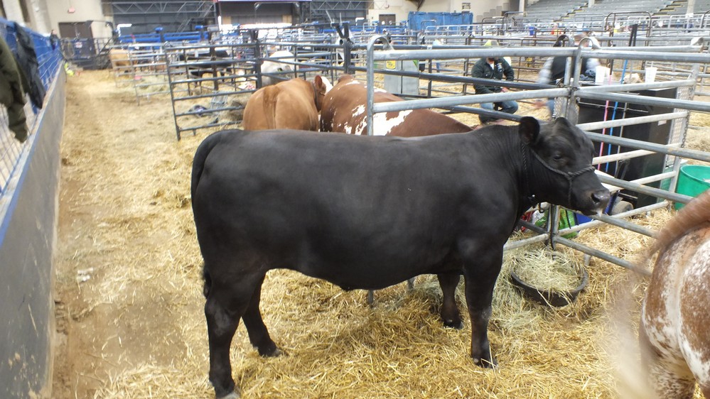 NH Jr livestock show 3