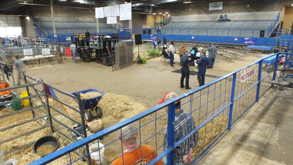 NH Jr livestock show 7