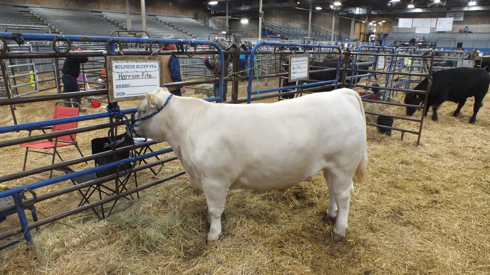 NH Jr livestock show 8