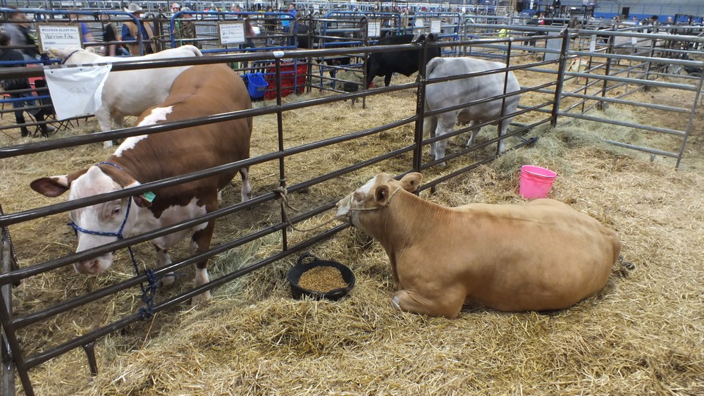 NH Jr livestock show 9