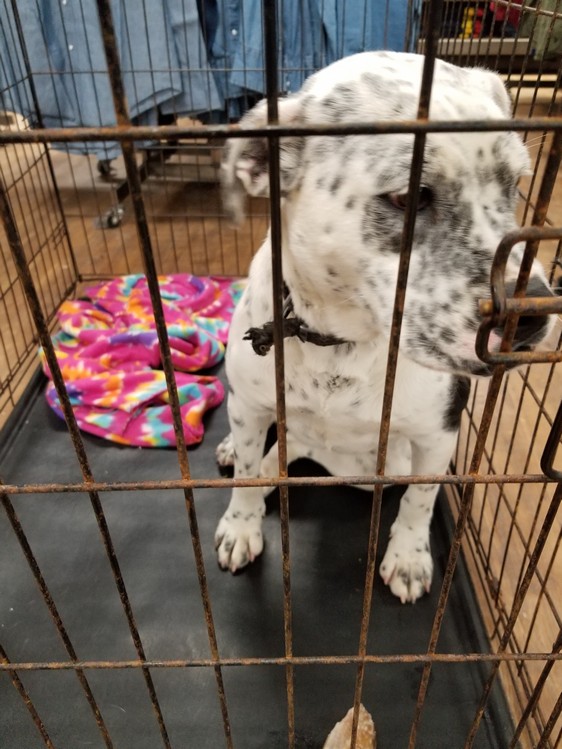 SS Animal shelter pet adoption-dog 3