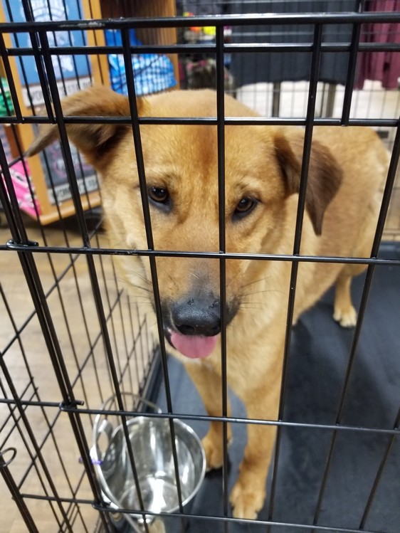 SS Animal shelter pet adoption-dog 4