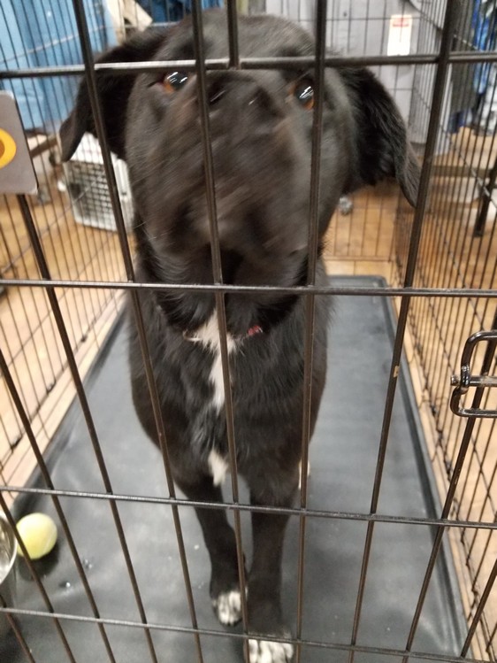 SS Animal shelter pet adoption-dog 6