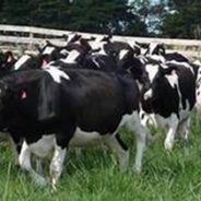 Two Special Dairy Auctions Set for March
