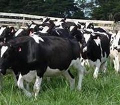 Two Special Dairy Auctions Set for March