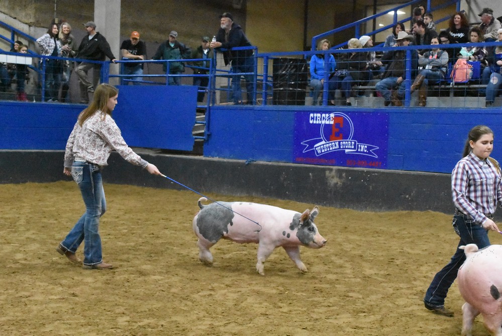 livestock show 2018 10