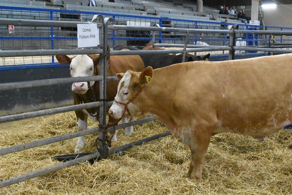 livestock show 2018 11