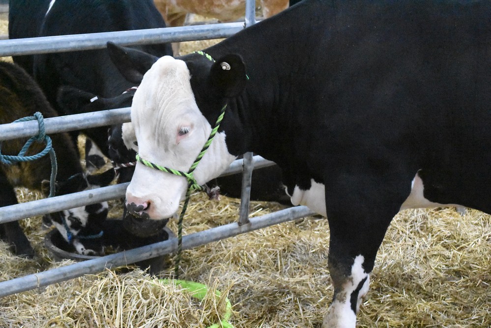 livestock show 2018 12