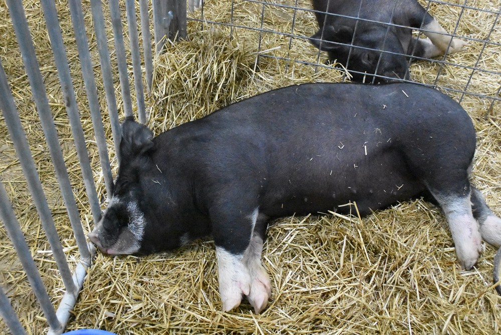 livestock show 2018 13