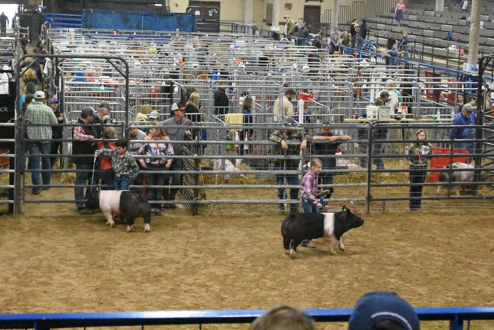 livestock show 2018 16