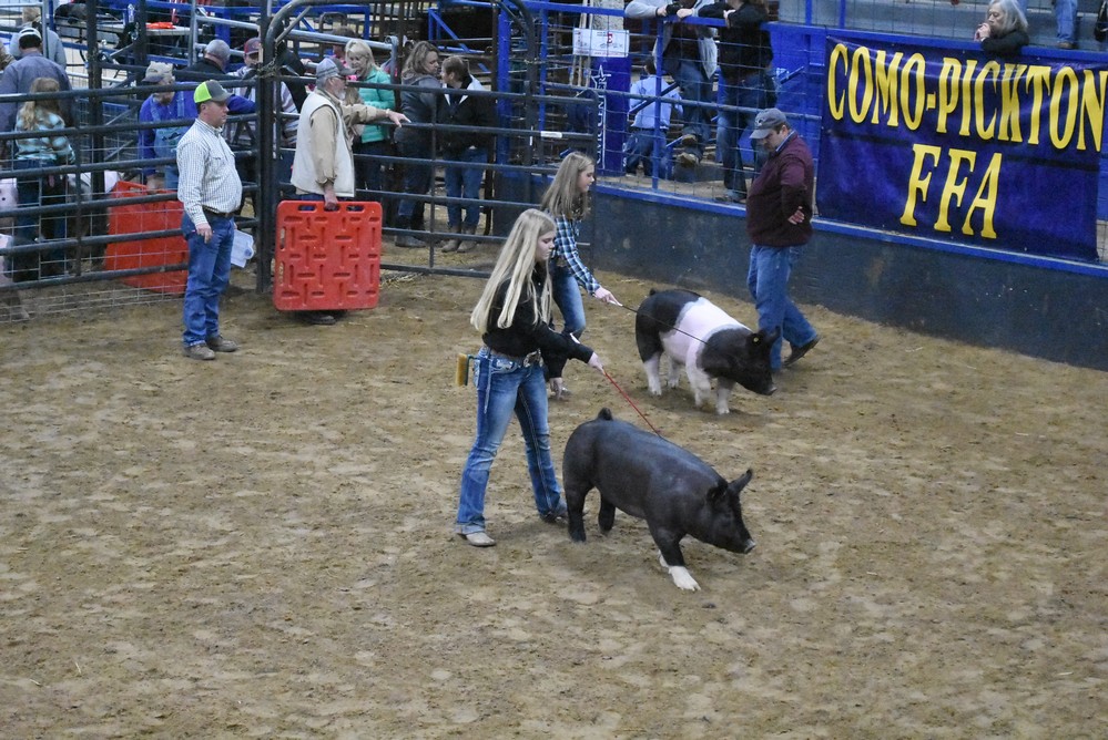 livestock show 2018 19