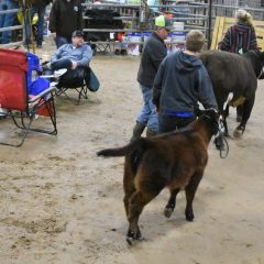 Junior Market Livestock Show: Poultry and Heifer Winners