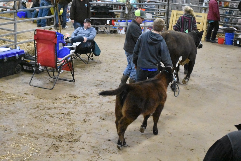 livestock show 2018 2