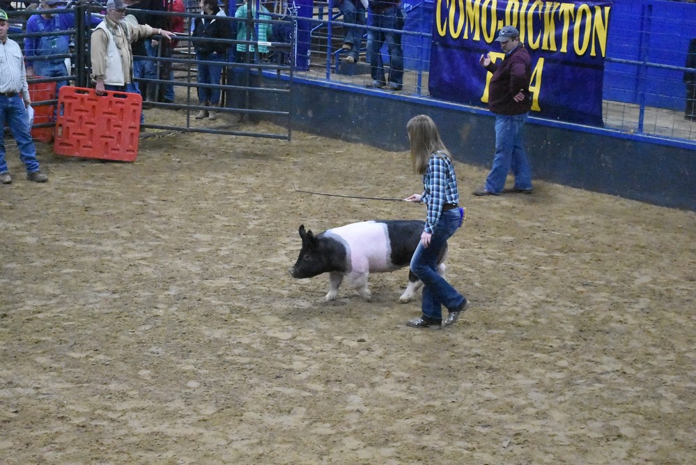 livestock show 2018 20