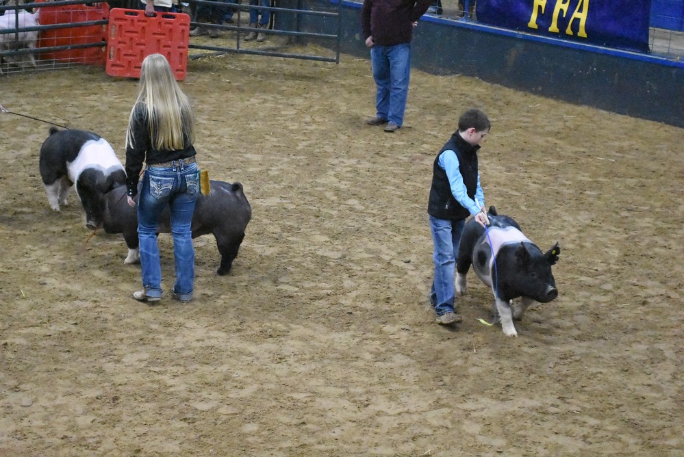 livestock show 2018 21