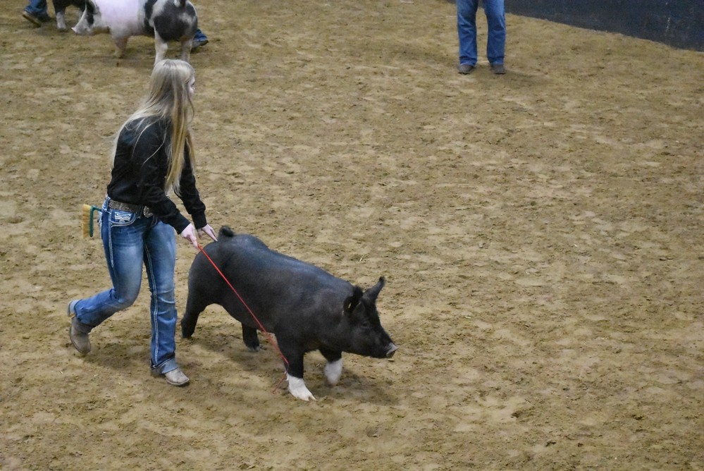 livestock show 2018 22