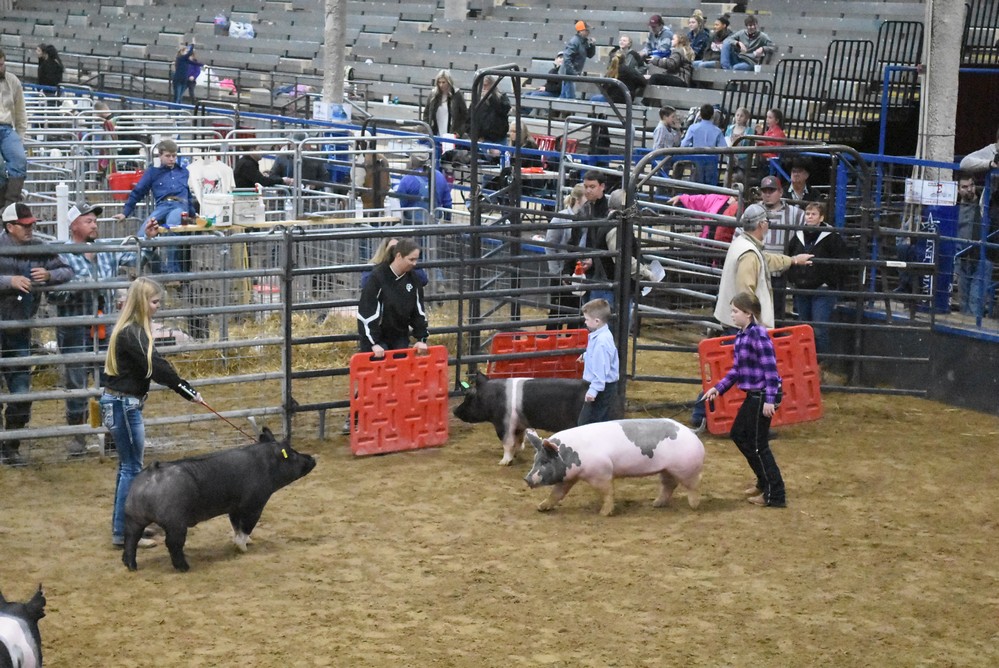 livestock show 2018 23