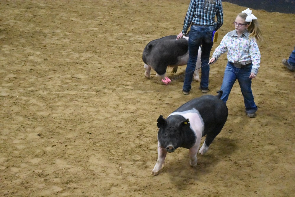 livestock show 2018 24