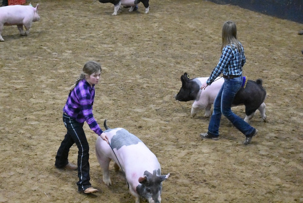 livestock show 2018 25