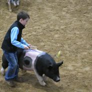 Hopkins County Junior Market Show Swine and Steer Winners Announced