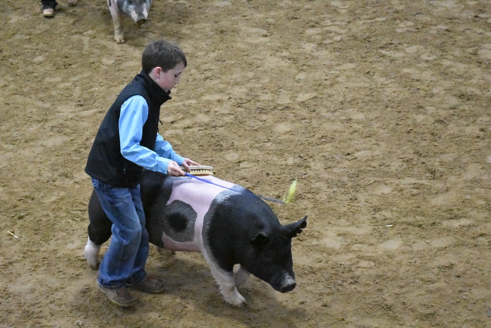 livestock show 2018 26