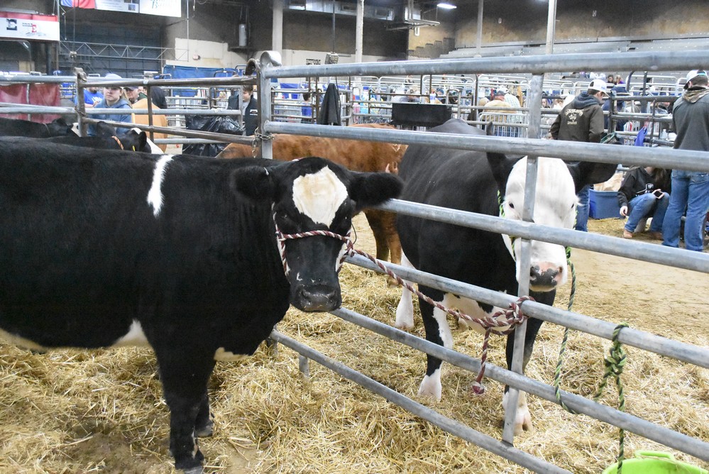 livestock show 2018 3