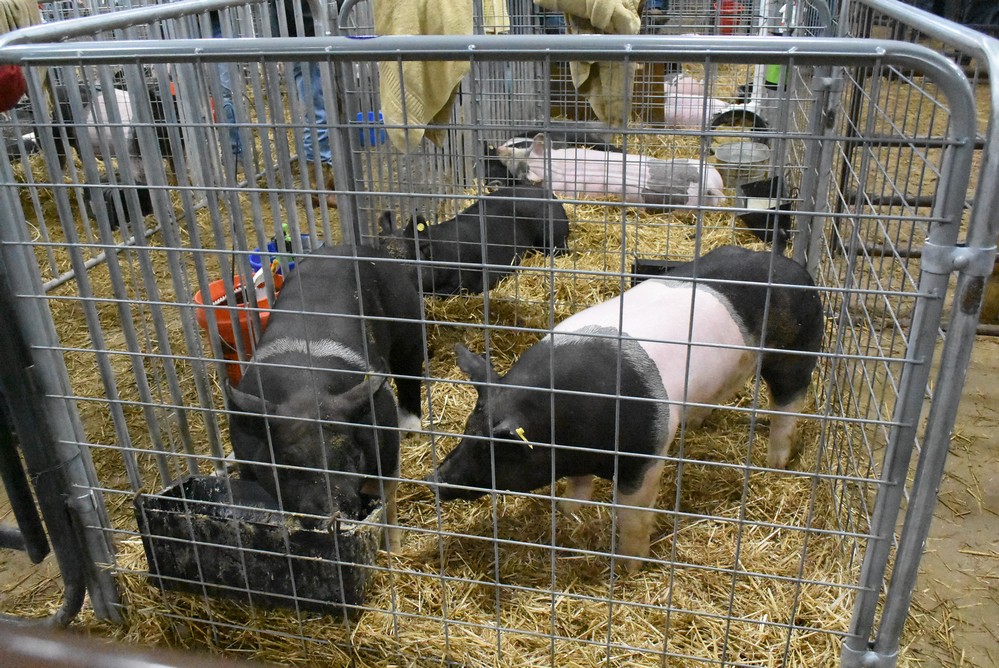 livestock show 2018 6