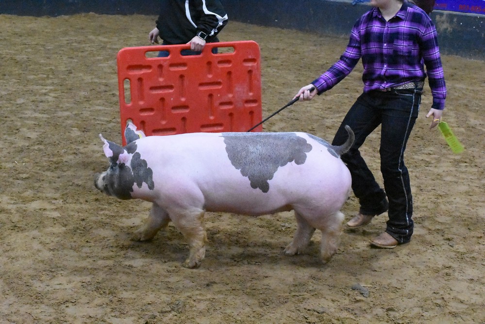 livestock show 2018 7