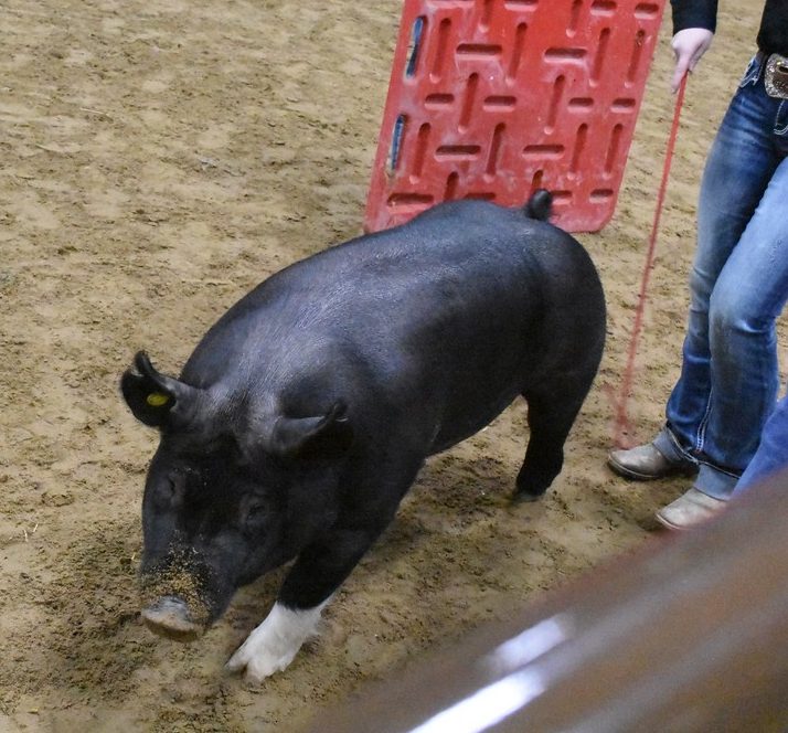 livestock show 2018 8