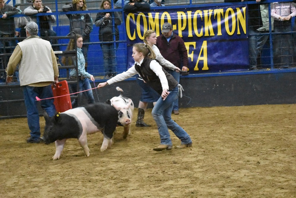 livestock show 2018 9