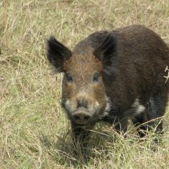 East Texas Wild Pig Seminar April 20, 2018 in Overton, TX