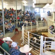 March NETBIO Sale Featured 5,457 Head of Cattle, 39 Buyers