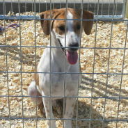 Hearts of Life Animal Rescue Introduces Rufus