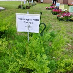 Spring Flowers From Teen Members of Church of the Nazarene Plant Sale !