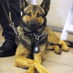 Police Canine Association to Conduct Field Trials Locally Sunday-Friday
