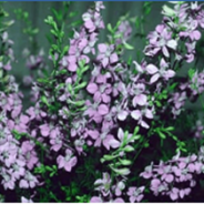 County Master Gardeners Recommend Proven Tough Texas Plants