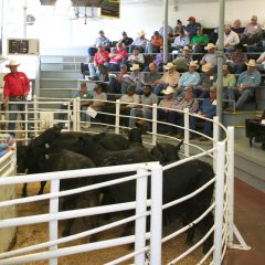 Producers Sell Over 6,000 Head of Cattle at May NETBIO Sale