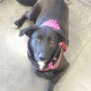 Hearts of Life Animal Rescue Presents Heidi for Adoption