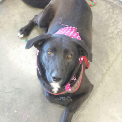 Hearts of Life Animal Rescue Presents Heidi for Adoption